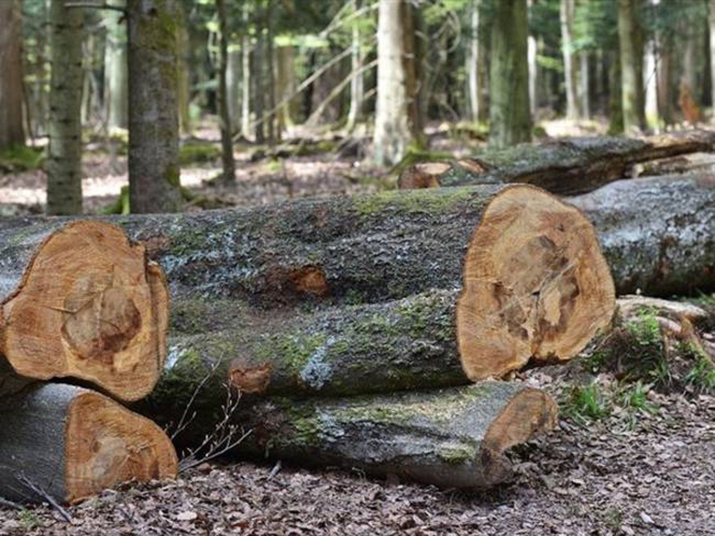 Foto: Getty Images (Referencia)