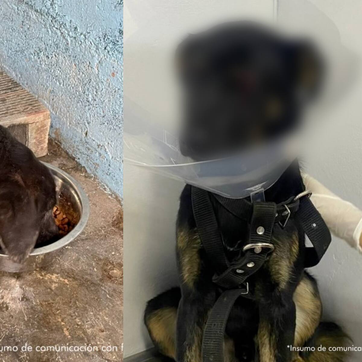 Condenan a un hombre en Antioquia por golpear a un perro y causarle la pérdida de un ojo