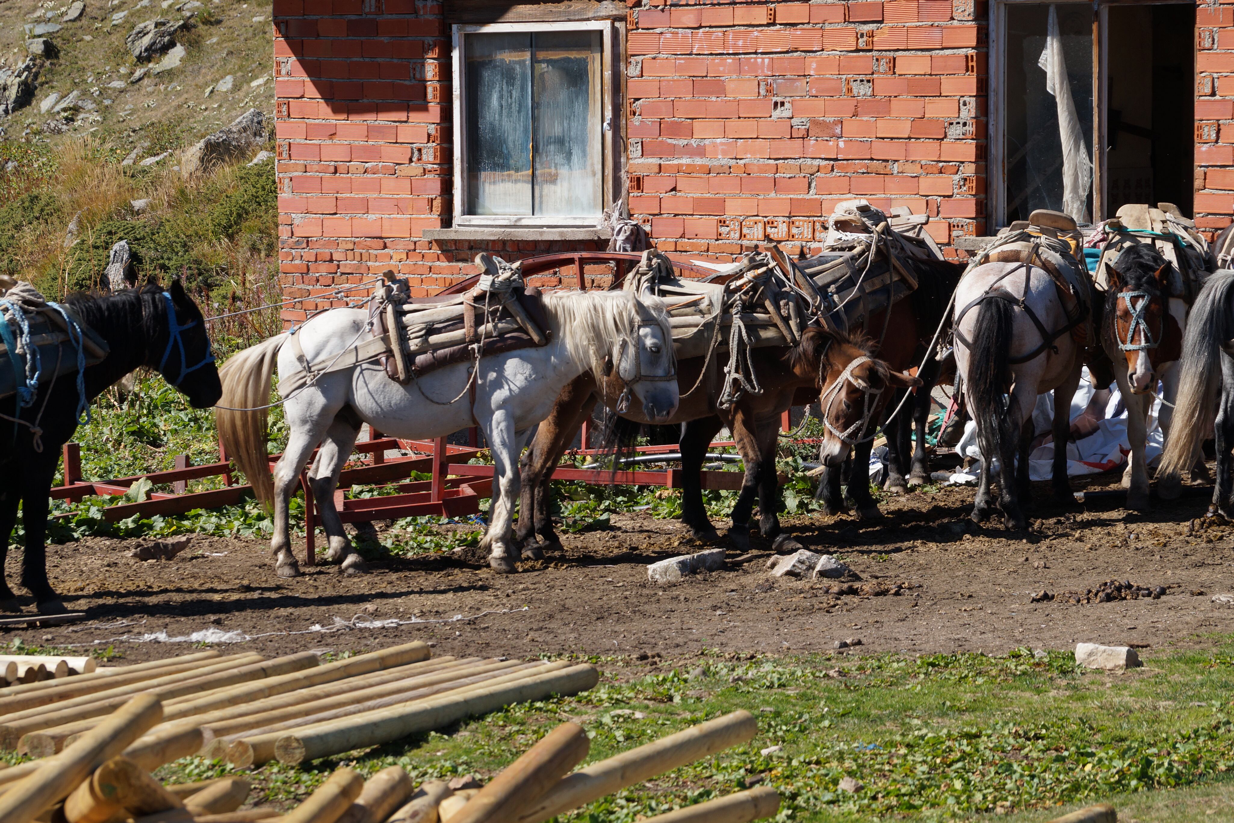 Ambientalistas y animalistas rechazan el fuerte trabajo de burros con gran cantidad de peso durante largas jornadas.