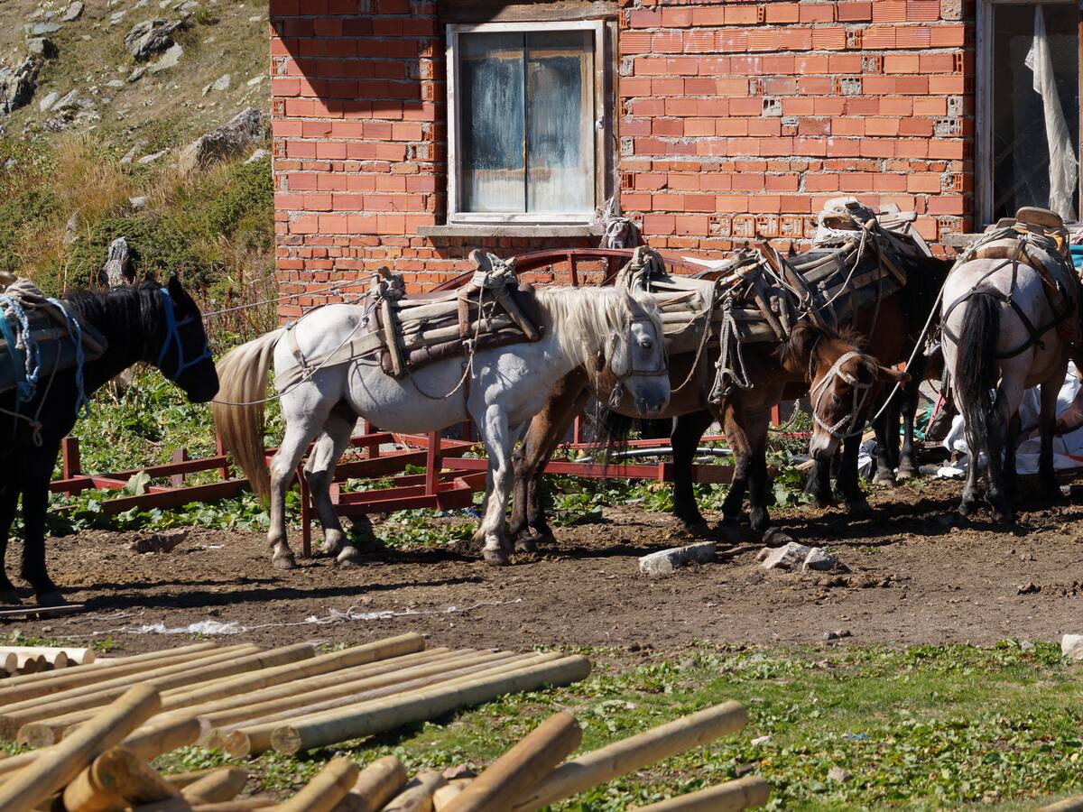 Denuncian maltrato animal e invasión de predios por multinacional papelera