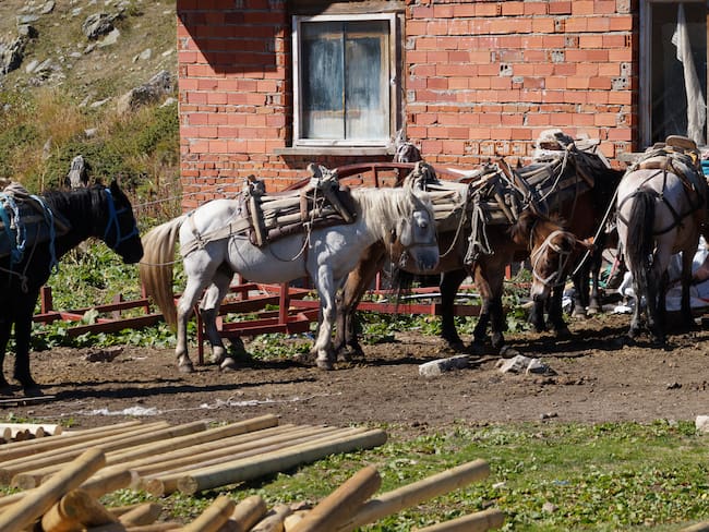 Ambientalistas y animalistas rechazan el fuerte trabajo de burros con gran cantidad de peso durante largas jornadas.