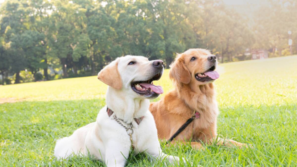 Fiscalía imputó a dos personas por la muerte de dos perros en hechos distintos