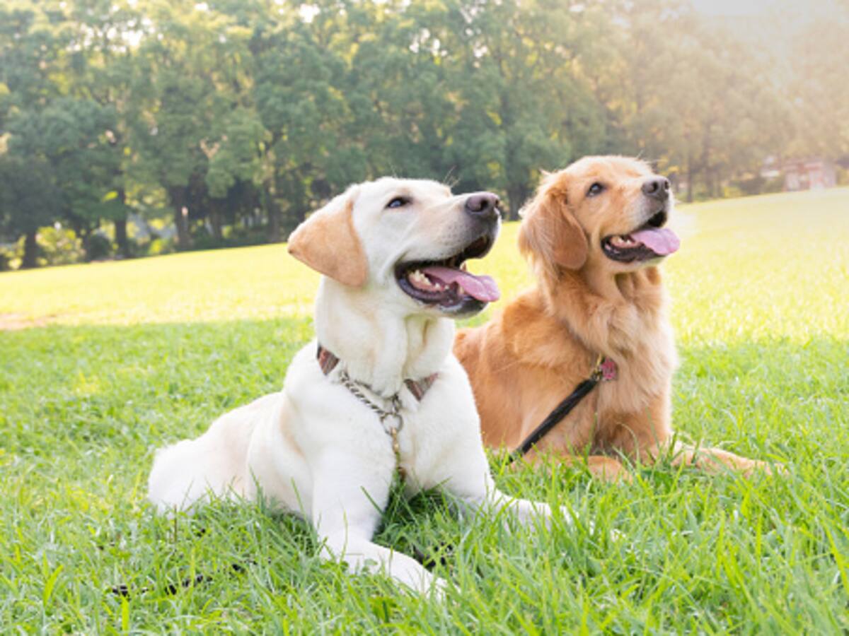 Fiscalía imputó a dos personas por la muerte de dos perros en hechos distintos