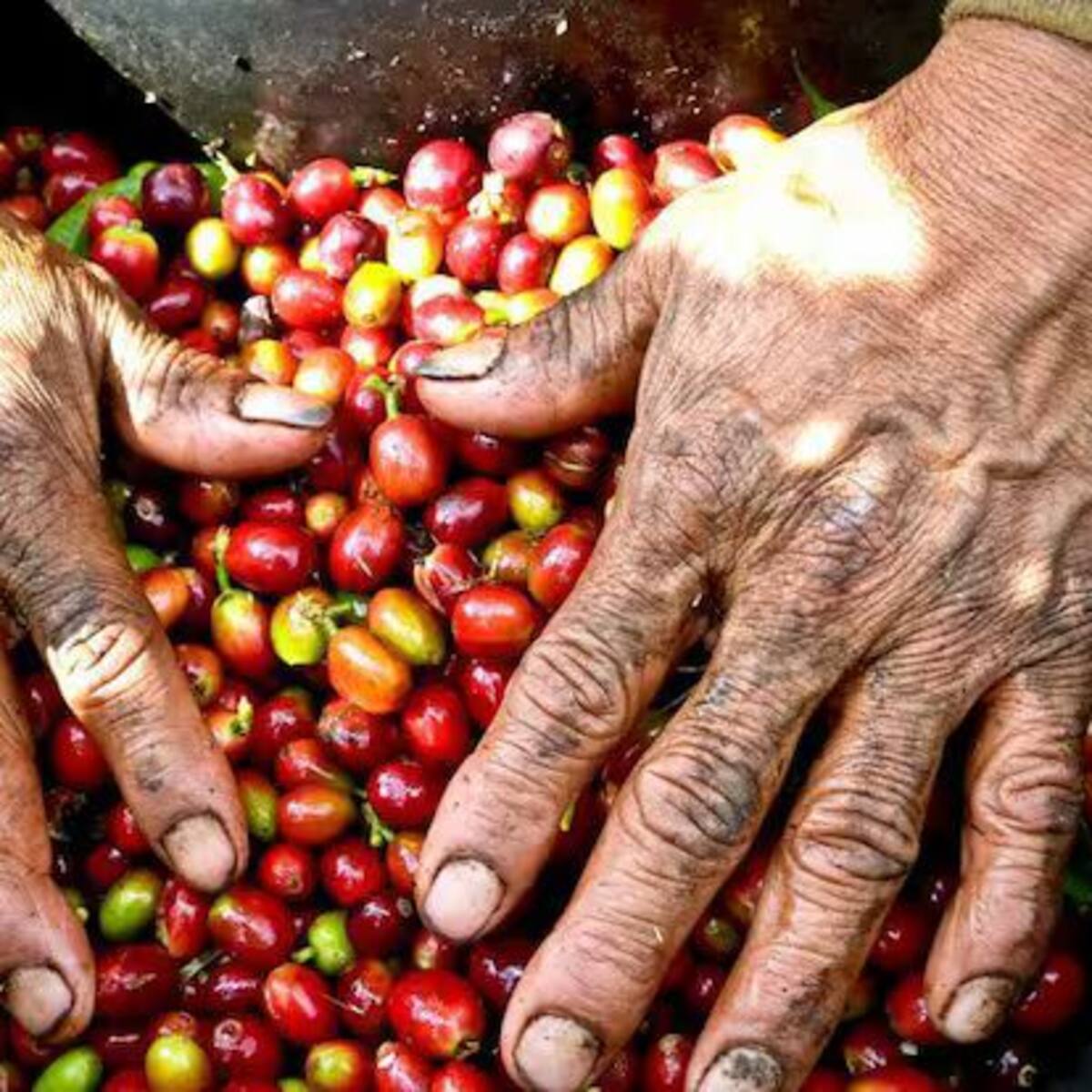 Sorprende que convoquen Asamblea sin participación de Comité de Cafeteros: Marcelo Salazar