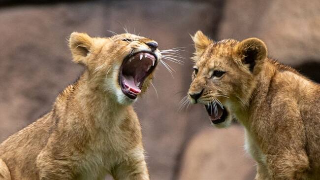 Leones con coronavirus. Foto: picture alliance / Getty