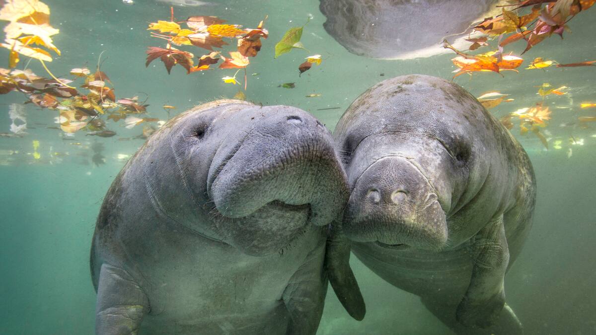 Manatíes, caimanes y tortugas, entre los animales más afectados por fenómeno de El Niño