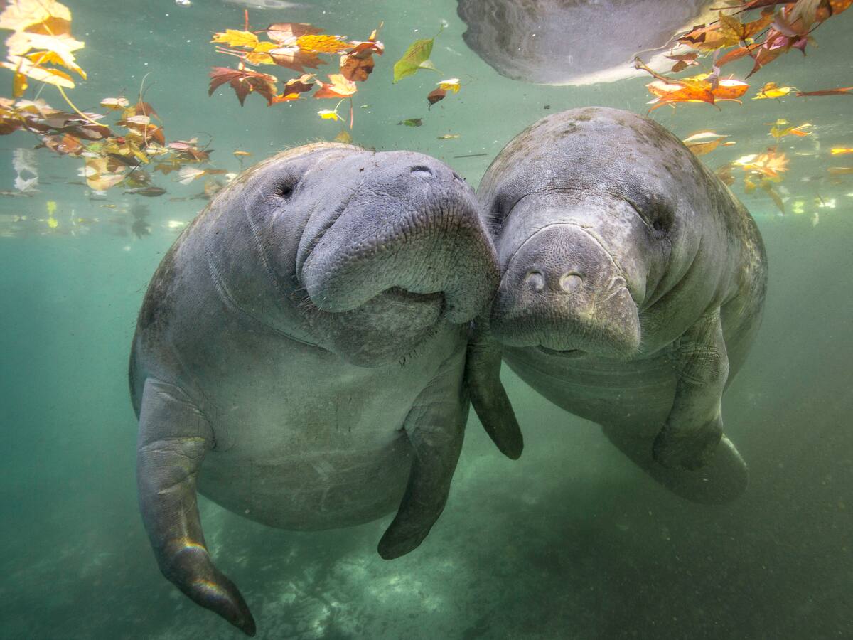 Manatíes, caimanes y tortugas, entre los animales más afectados por fenómeno de El Niño