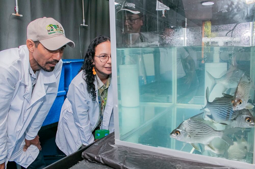 La especie nativa en Colombia, por muchos años ha sido unas de las más representativas de la pesquería en la Ciénaga Grande de Santa Marta / Universidad del Magdalena.