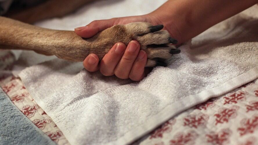 Primera condena en el país por asesinato de una mascota. Foto: Getty Images