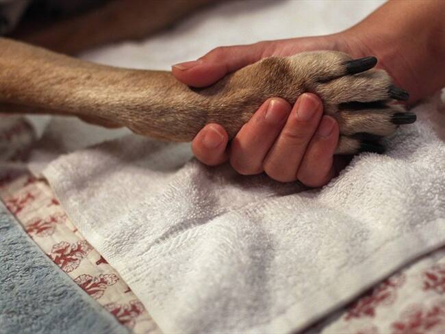 Primera condena en el país por asesinato de una mascota. Foto: Getty Images
