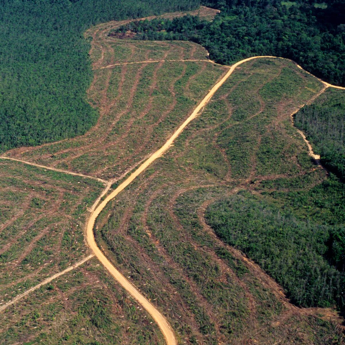 Delincuencia organizada transnacional en el Amazonas será enfrentada por ocho países