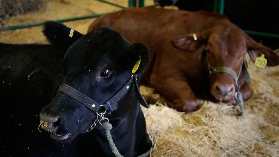 Inicia primer ciclo de vacunación contra fiebre aftosa y brucelosis bovina de este año. Foto: Colprensa