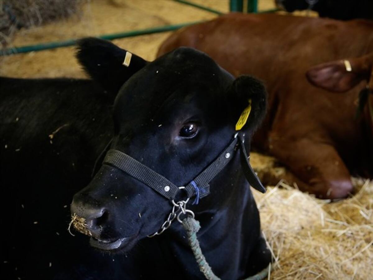 Inicia primer ciclo de vacunación contra fiebre aftosa y brucelosis bovina de este año