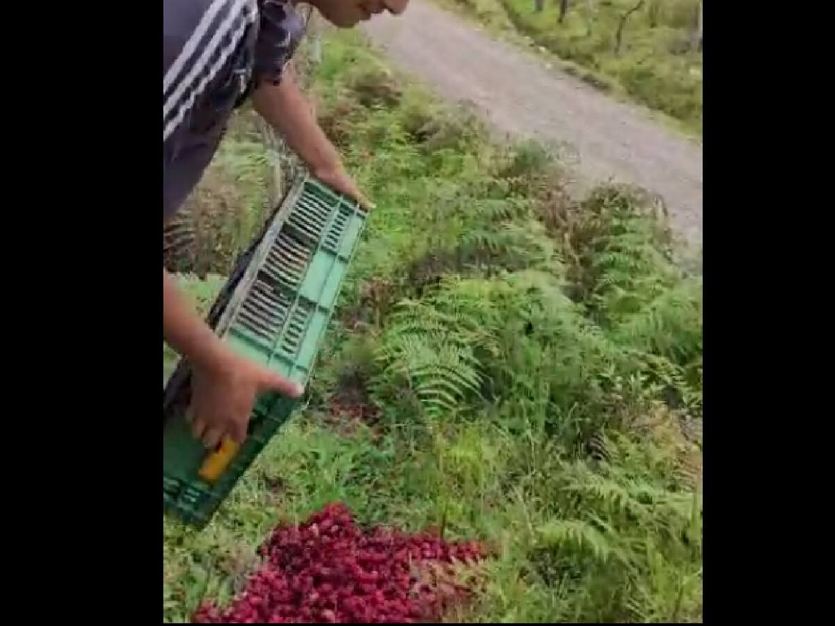 Campesinos de Santander botan mora tras no poder transportarla a Bucaramanga
