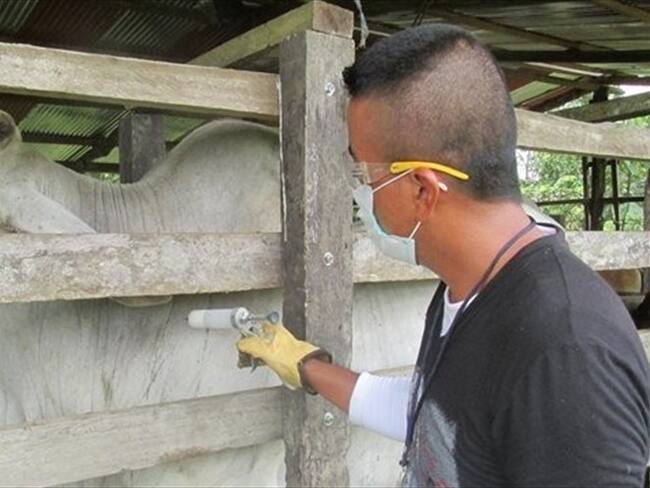 Colombia mantiene sus mayores aliados en exportación de carne pese a foco de fiebre aftosa. Foto: Colprensa