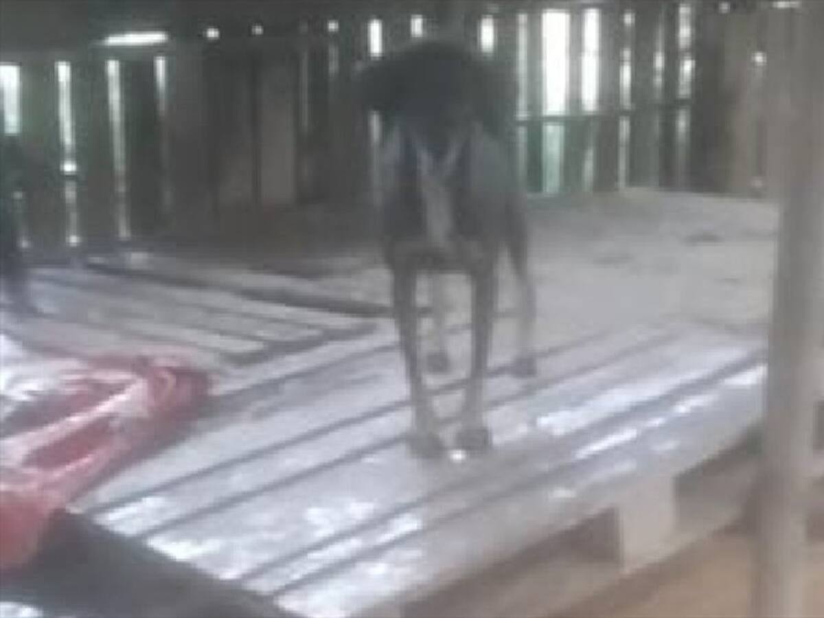 Lluvias dejaron sin techo y comida a más de 150 perros y gatos en Girón