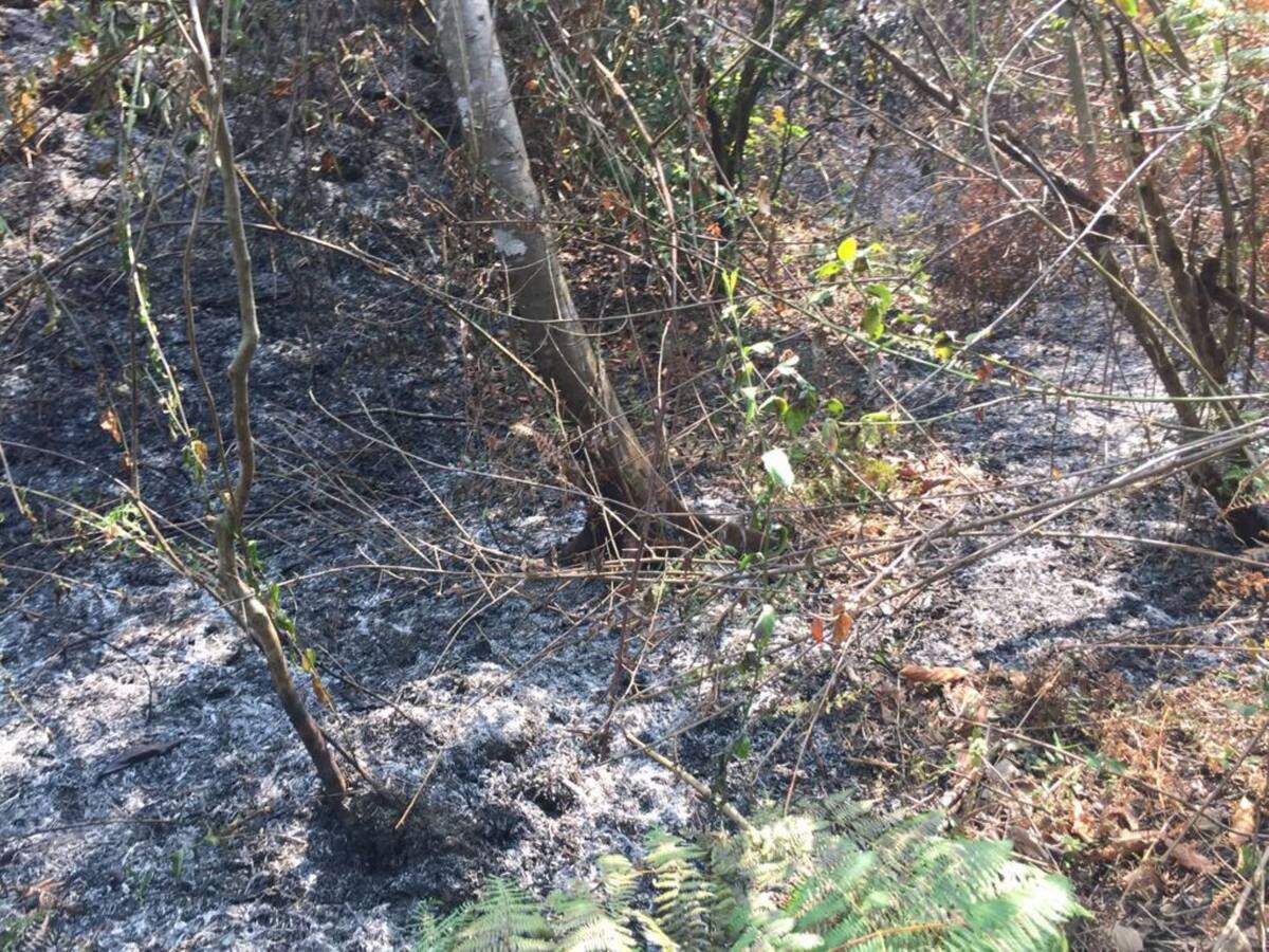 Más de 30 hectáreas fueron consumidas por un incendio en el corregimiento de Minca, Magdalena