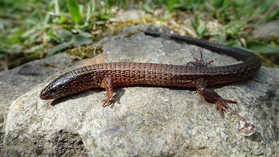 Estos reptiles miden entre 58 y 136 milímetros . Foto: Twitter: AlcaldiadeMed