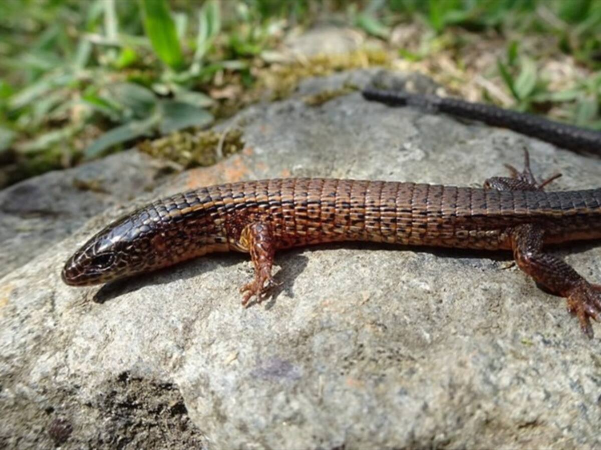 Encuentran lagarto en vía de extinción cerca de Medellín