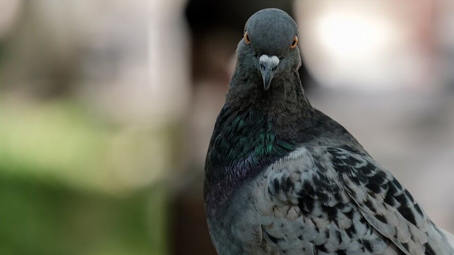 Al parecer, ‘Joe’ desapareció de una carrera de palomas en el estado de Oregon el 19 de octubre . Foto: Getty Images