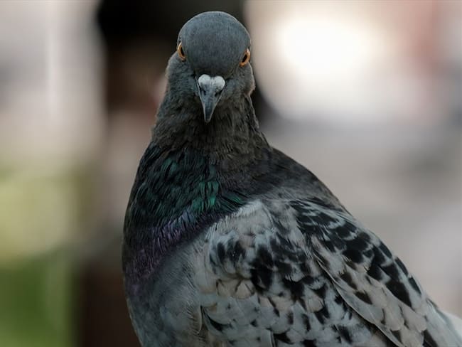 Al parecer, ‘Joe’ desapareció de una carrera de palomas en el estado de Oregon el 19 de octubre . Foto: Getty Images