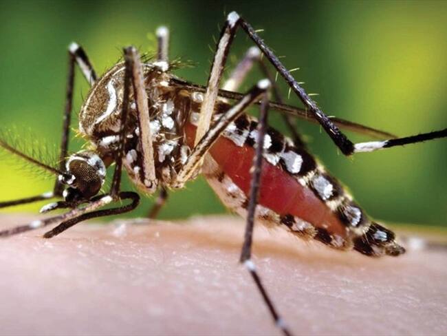 Desde octubre de 2019 a la fecha se ha reportado la muerte de más de 40 personas en el Valle a causa del dengue. Foto: Colprensa