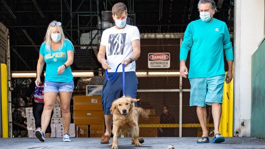 Rescatan 20 perros golden retriever que iban a ser sacrificados en China. Foto: Agencia EFE