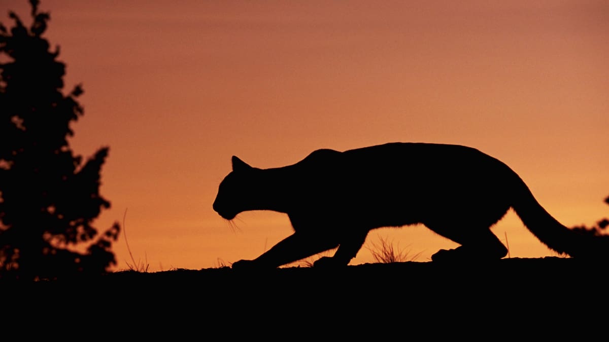 Puma del zoológico de Cali murió tras escapar de su área