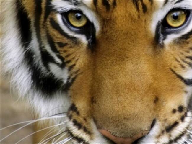 Por primera vez, la población de tigres ha aumentado.. Foto: BBC Mundo