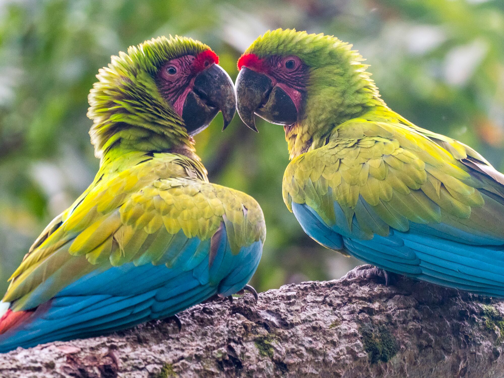 Guacamayos militares. Foto: Getty Images.