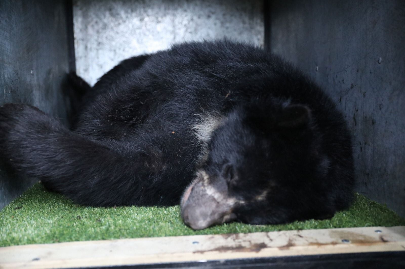 Tamá, el oso andino que después de años regresa a casa en un operativo histórico