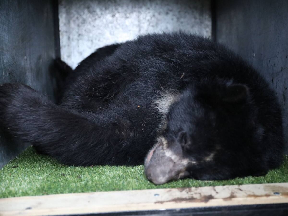 Tamá, el oso andino que después de años regresa a casa en un operativo histórico