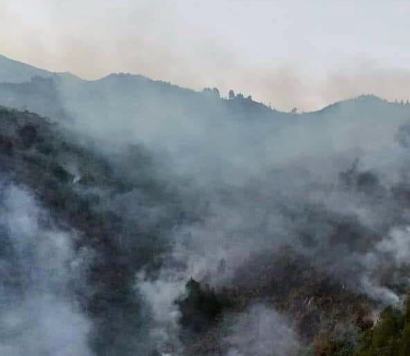 Varios cultivos se han perdido por los incendios. Crédito: Red de Apoyo Cauca.