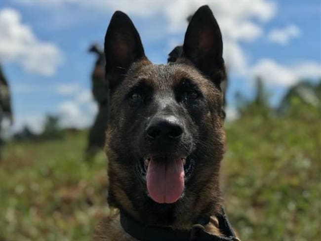 Policía hace despedida a Killer, el perro que murió tras la caída de un rayo en Tumaco