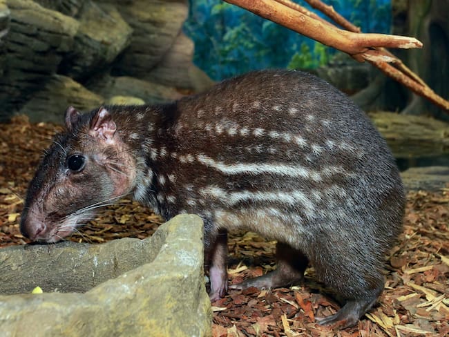 Guagua loba imagen de referencia. Foto: Getty Images.