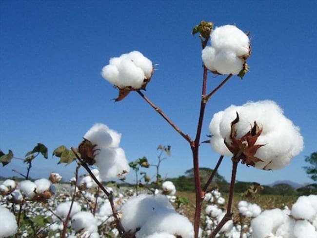 El precio del algodón ha subido cerca de un 33 % en el año: Cámara de Confección