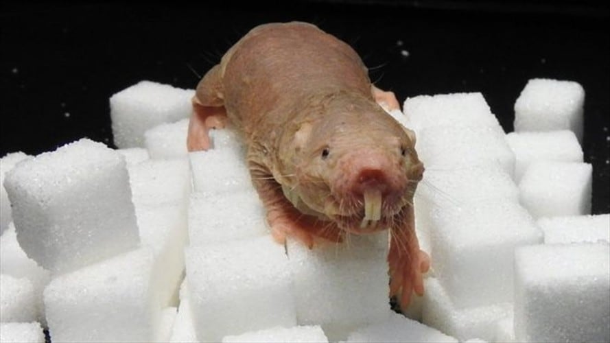Al igual que las ranas, la rata topo desnuda es un animal de sangre fría. Es decir, no regula internamente su temperatura corporal.. Foto: BBC Mundo