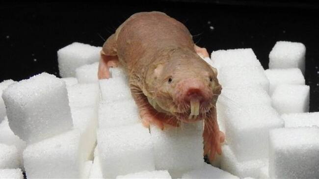 Al igual que las ranas, la rata topo desnuda es un animal de sangre fría. Es decir, no regula internamente su temperatura corporal.. Foto: BBC Mundo