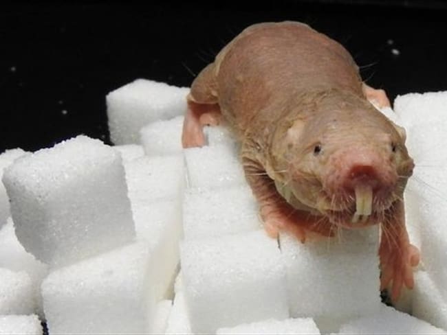 Al igual que las ranas, la rata topo desnuda es un animal de sangre fría. Es decir, no regula internamente su temperatura corporal.. Foto: BBC Mundo