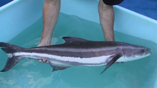 La cobia adulta puede llegar a medir dos metros. Foto: NOAA / BBC Mundo