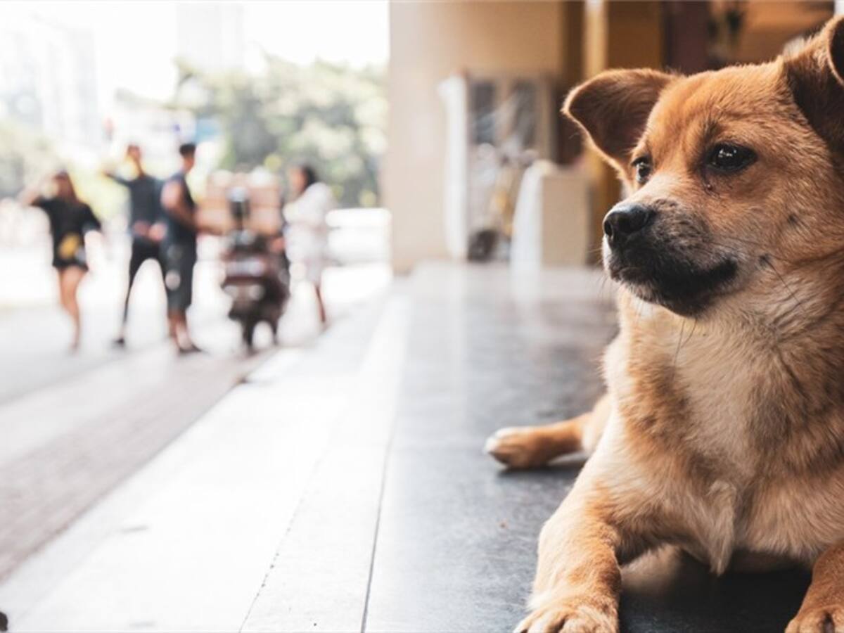 ¡Un héroe de capa verde! Conozca la campaña que busca proteger a los perros de Bogotá
