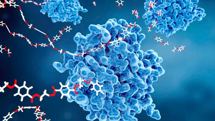 ¿Cómo ayudan las enzimas recombinantes al envejecimiento saludable? Experto explicó