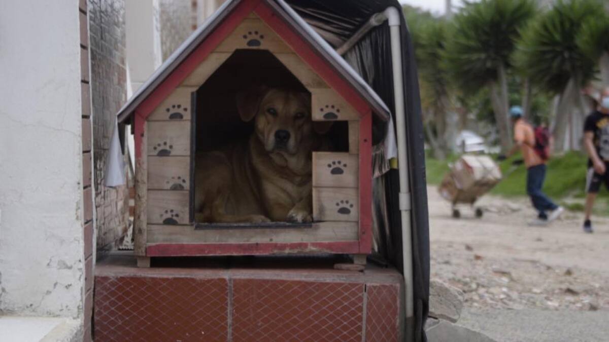 Más de 66.000 perros deambulan por Bogotá, según estudio de la Alcaldía