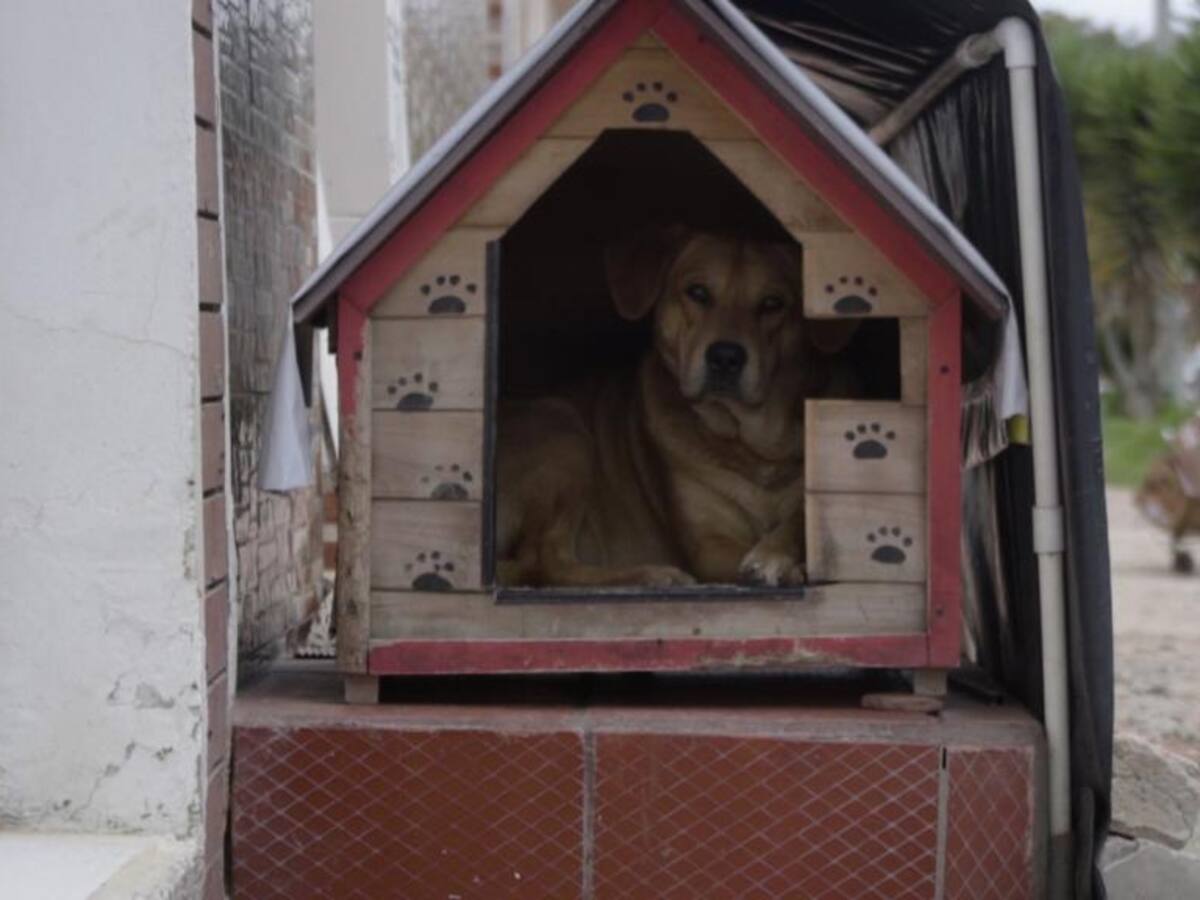 Más de 66.000 perros deambulan por Bogotá, según estudio de la Alcaldía