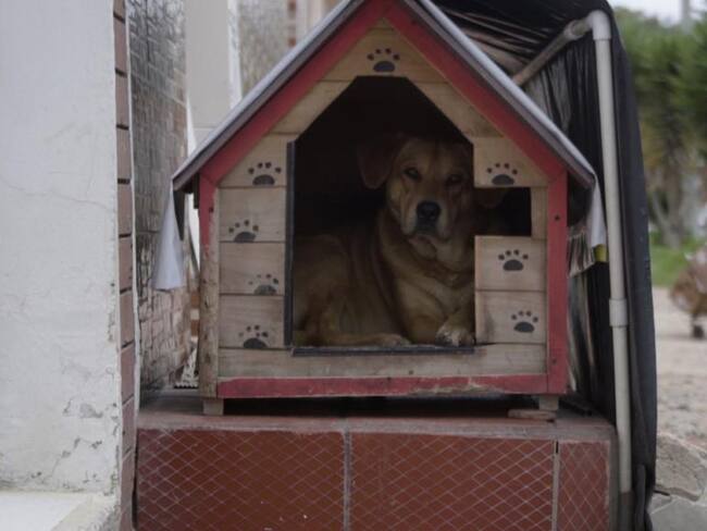 Imagen de referencia de perros deambulando por Bogotá. Foto: Cortesía Instituto de Protección Animal