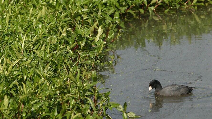 Humedal Juan Amarillo. Foto: Colprensa