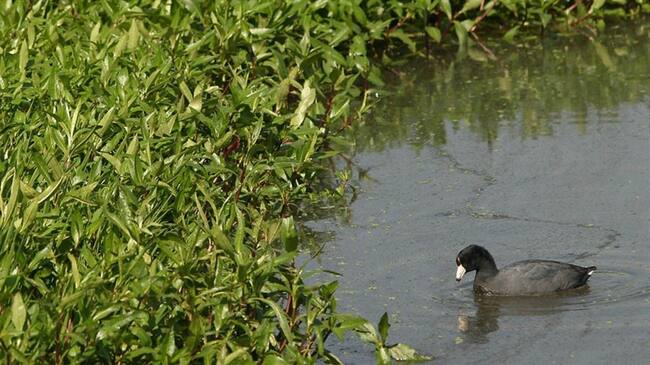 Humedal Juan Amarillo. Foto: Colprensa