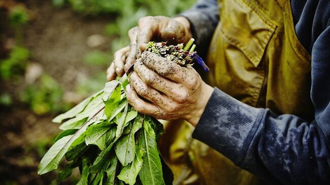 Imagen de referencia del sector agropecuario. Foto: Getty Images / Thomas Barwick