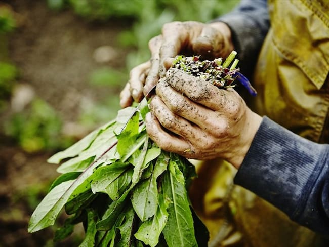 Imagen de referencia del sector agropecuario. Foto: Getty Images / Thomas Barwick