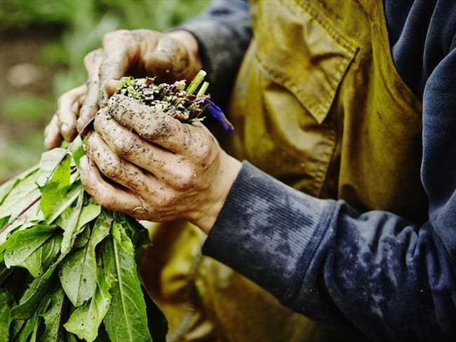 Imagen de referencia del sector agropecuario. Foto: Getty Images / Thomas Barwick